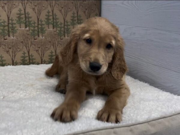 Golden Retriever DOG Male Golden 20387 Petland Batavia, Illinois
