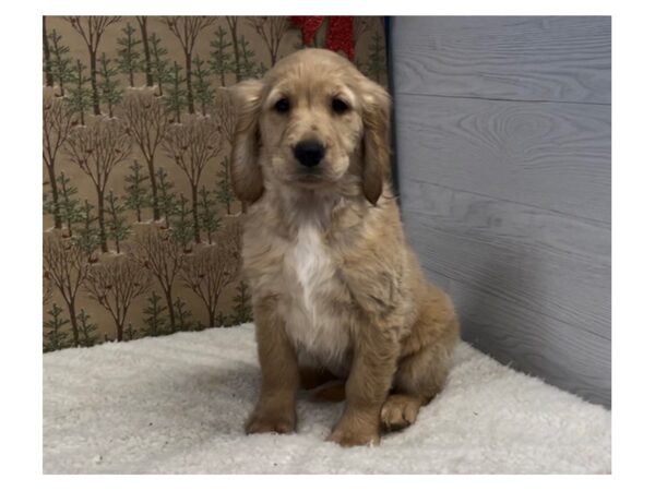 Golden Retriever DOG Female Golden 12495 Petland Batavia, Illinois