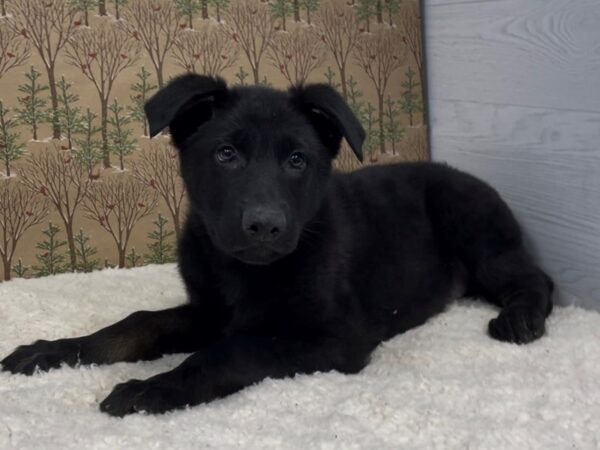 German Shepherd DOG Male Black 20664 Petland Batavia, Illinois