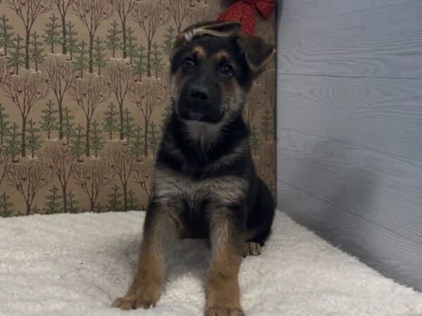 German Shepherd DOG Male Black & Tan 20665 Petland Batavia, Illinois