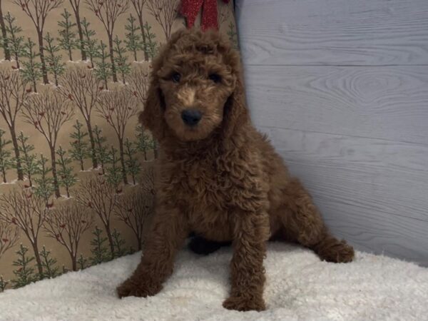 Goldendoodle 2nd Generation DOG Male Red 20648 Petland Batavia, Illinois