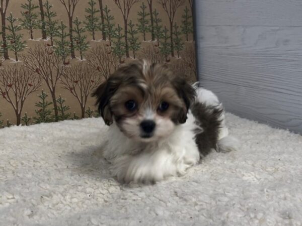 Teddy Bear DOG Female Brindle and White 20394 Petland Batavia, Illinois