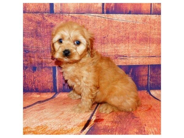 Cock A Poo DOG Male Apricot 20652 Petland Batavia, Illinois