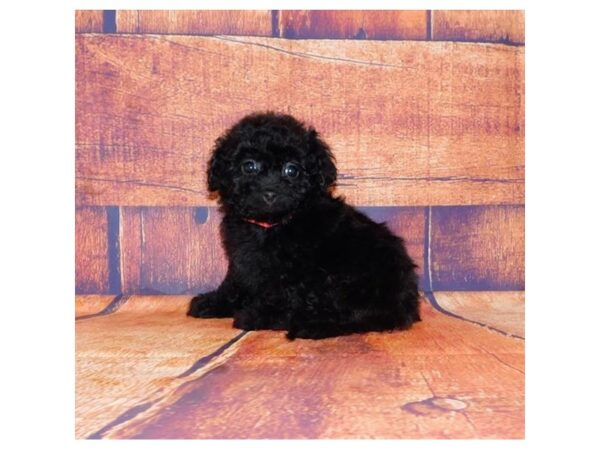 Shih Poo DOG Female Black 20406 Petland Batavia, Illinois