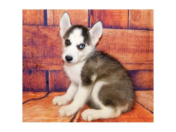 Siberian Husky DOG Male Black / White 20404 Petland Batavia, Illinois