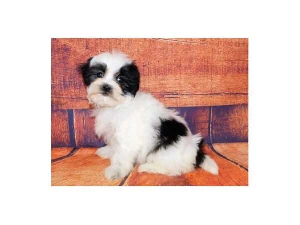 Mal Shi DOG Female Black / White 20654 Petland Batavia, Illinois