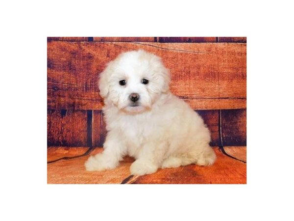 Shih Poo DOG Female Cream 20653 Petland Batavia, Illinois
