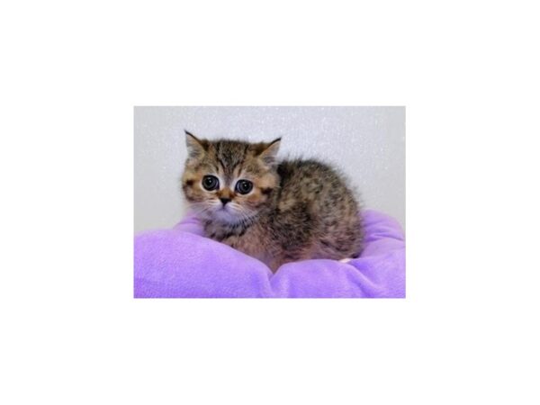 Exotic Shorthair-CAT-Female-Brown Mackeral Tabby-20651-Petland Batavia, Illinois