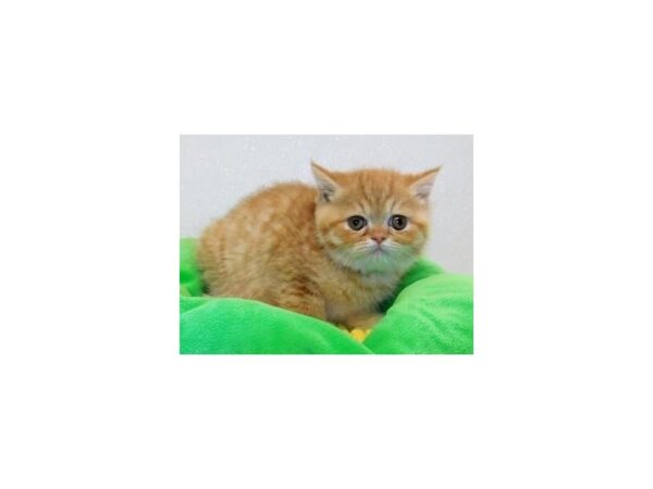 Exotic Shorthair-CAT-Male-Orange-20650-Petland Batavia, Illinois
