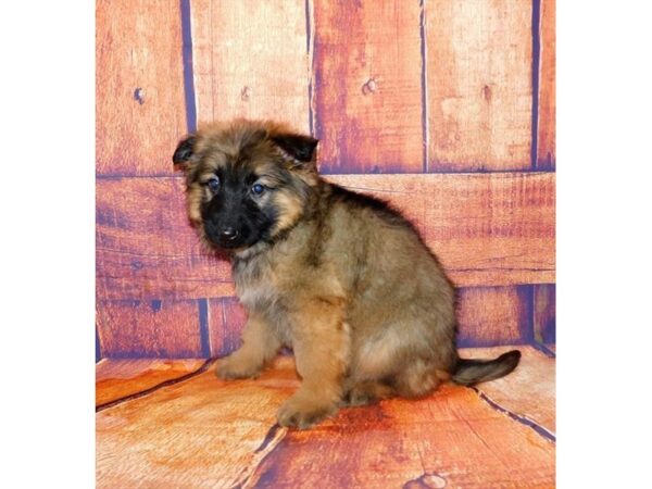 German Shepherd Dog DOG Female Sable 12500 Petland Batavia, Illinois