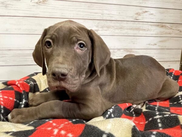 Great Dane DOG Male Chocolate 20656 Petland Batavia, Illinois