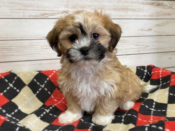 Teddy Bear DOG Male Apricot and White, Black Markings 20658 Petland Batavia, Illinois