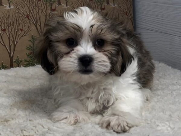 Teddy Bear DOG Male Brindle and White 20647 Petland Batavia, Illinois