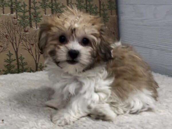 Teddy Bear DOG Female Gold and White 20646 Petland Batavia, Illinois