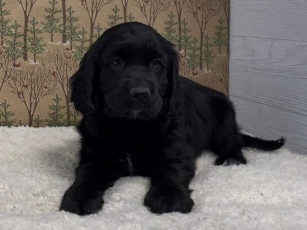 Comfort Retriever DOG Female Black 20644 Petland Batavia, Illinois