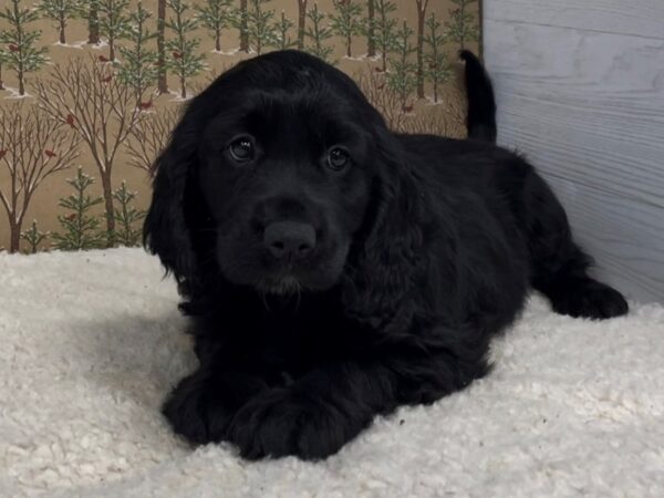 Comfort Retriever DOG Female Black 20643 Petland Batavia, Illinois