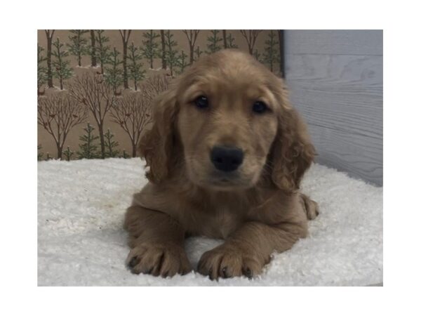 Golden Retriever DOG Female Golden 20649 Petland Batavia, Illinois