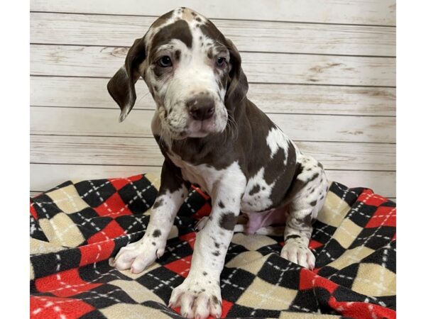 Great Dane DOG Male Chocolate Merle 20657 Petland Batavia, Illinois