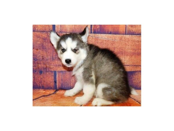 Siberian Husky DOG Female Black and White 20660 Petland Batavia, Illinois