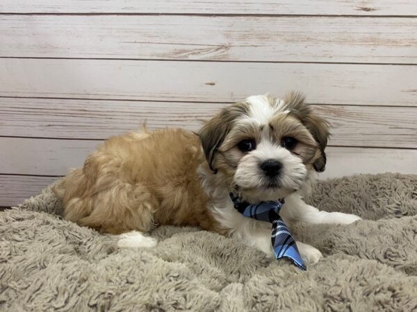 Teddy Bear DOG Male Apricot and White, Black Markings 12502 Petland Batavia, Illinois