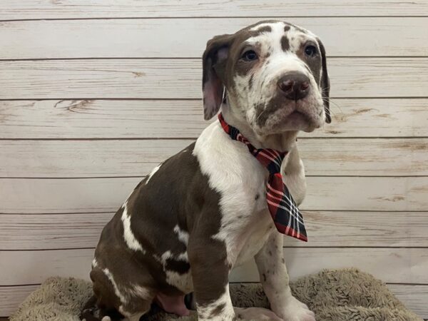 Great Dane DOG Male Chocolate Merle 12504 Petland Batavia, Illinois