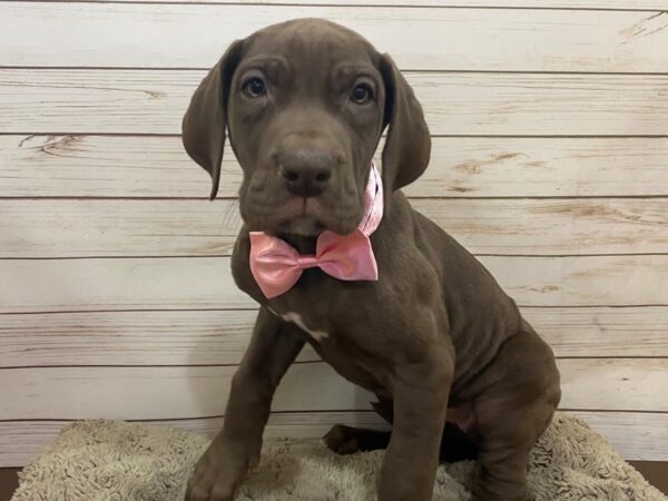 Great Dane DOG Female Chocolate 12505 Petland Batavia, Illinois