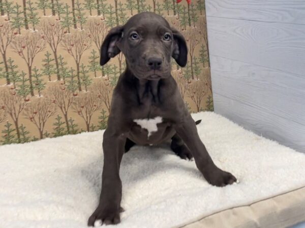 Great Dane DOG Female Chocolate 20410 Petland Batavia, Illinois