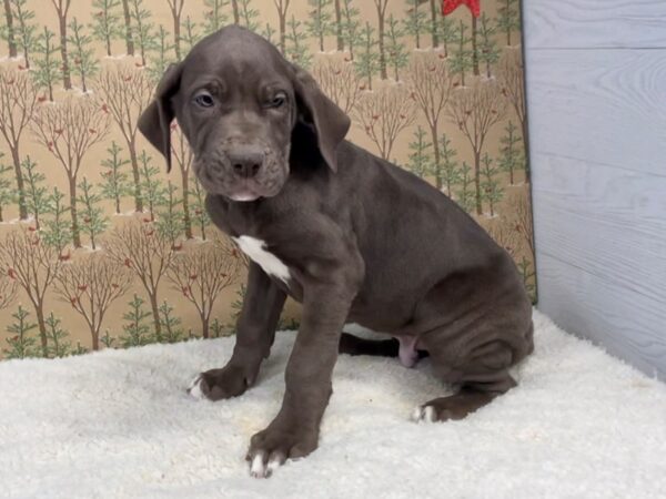 Great Dane DOG Male Chocolate 20411 Petland Batavia, Illinois