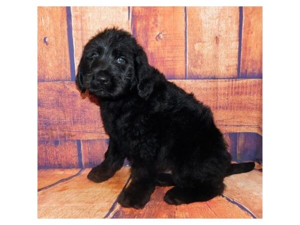 Labradoodle DOG Male Black 12508 Petland Batavia, Illinois