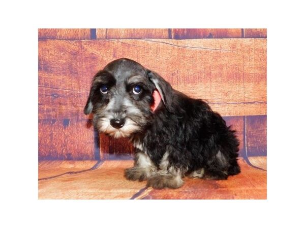 Miniature Schnauzer DOG Male Black / Silver 20673 Petland Batavia, Illinois