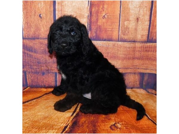 Labradoodle DOG Male Black 20677 Petland Batavia, Illinois