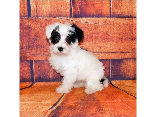 Yorkie Poo DOG Female White / Black 20678 Petland Batavia, Illinois