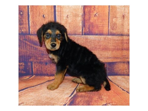 Airedoodle DOG Female Black / Tan 20682 Petland Batavia, Illinois