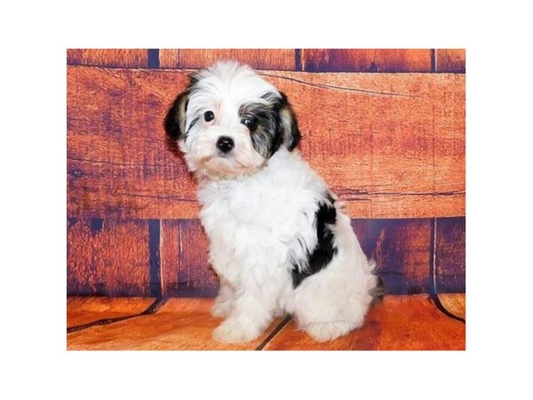Yorkie Poo-DOG-Female-White Black / Tan-12509-Petland Batavia, Illinois
