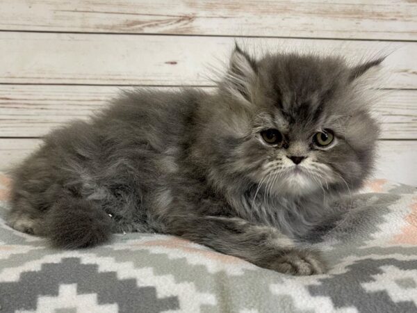 Persian CAT Male Blue / Cream 20675 Petland Batavia, Illinois