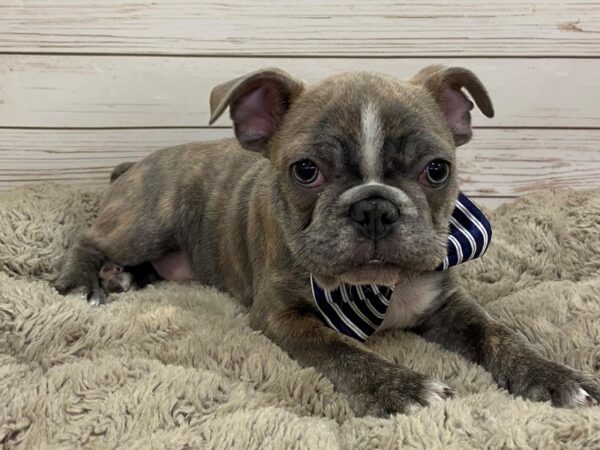 Frenchton DOG Male Blue  Brindle 12518 Petland Batavia, Illinois