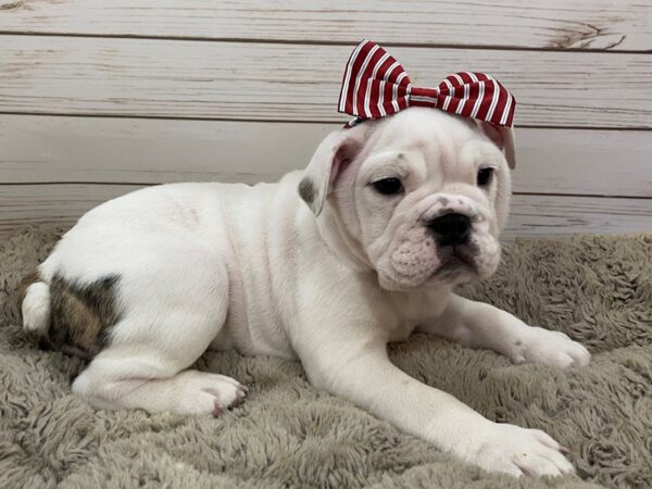 English Bulldog DOG Female White, Chocolate Spotted 12512 Petland Batavia, Illinois