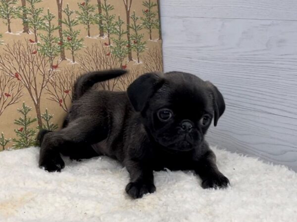 Pug DOG Female Silver 20420 Petland Batavia, Illinois