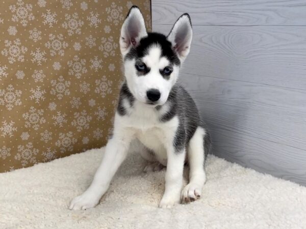 Siberian Husky DOG Female Black and White 20694 Petland Batavia, Illinois