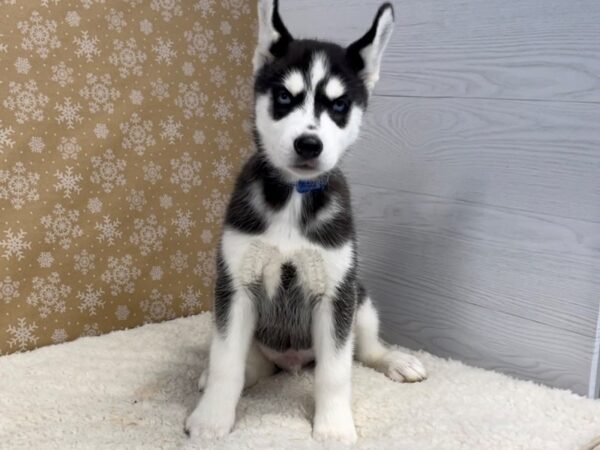 Siberian Husky DOG Male Black and White 20695 Petland Batavia, Illinois