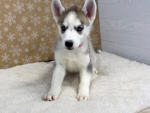 Siberian Husky DOG Female Grey and White 12536 Petland Batavia, Illinois