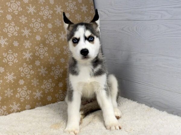 Siberian Husky DOG Male Black and White 12537 Petland Batavia, Illinois