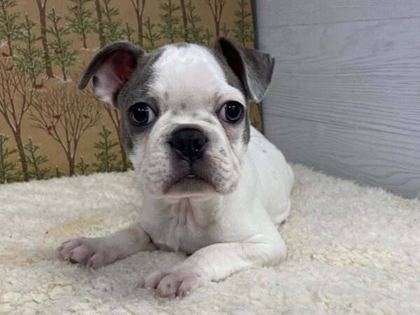 Frenchton-DOG-Male-Blue Brindle Piebald-20352-Petland Batavia, Illinois