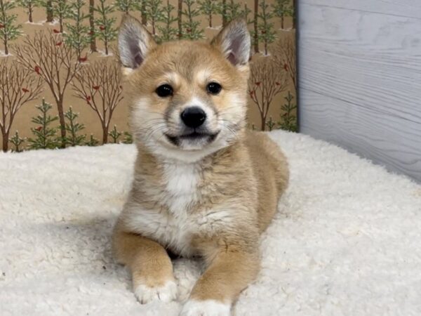 Shiba Inu DOG Male Red 20412 Petland Batavia, Illinois