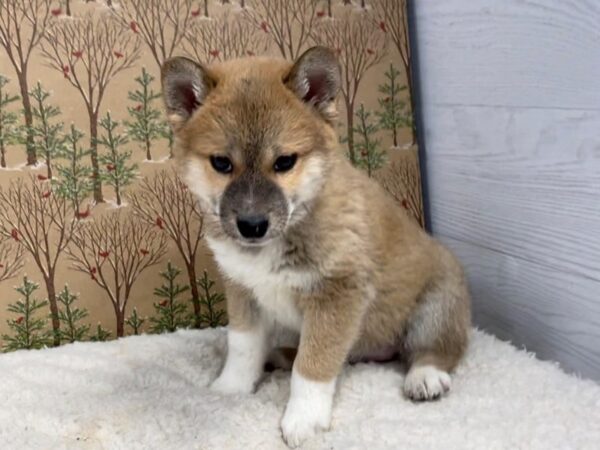 Shiba Inu DOG Male Red 20413 Petland Batavia, Illinois