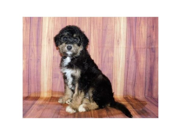 Huskipoo-DOG-Female-Black / Tan-20428-Petland Batavia, Illinois