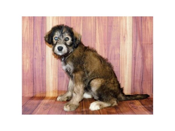 Huskipoo-DOG-Female-Sable-20684-Petland Batavia, Illinois