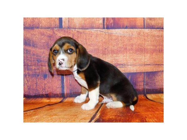 Beagle DOG Male Black 20448 Petland Batavia, Illinois