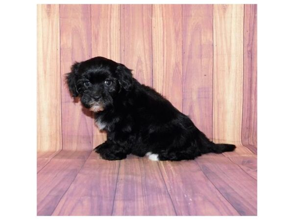 Lhasa Poo DOG Male Black 12526 Petland Batavia, Illinois