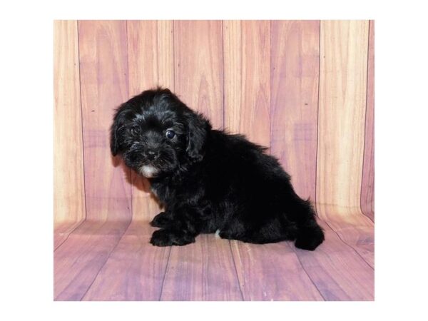 Lhasa Poo DOG Female Black 20683 Petland Batavia, Illinois